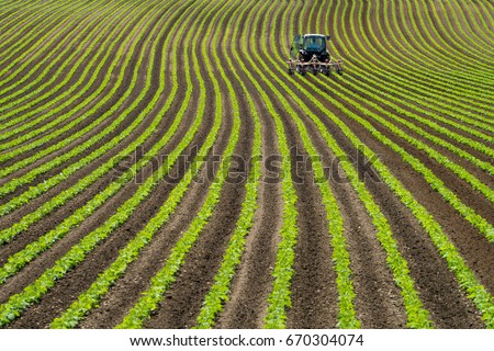 Soy bean row farm with a Tractor in Niseko Hokkaido Japan summer