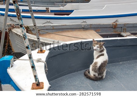 Cats on a fishing boat at Balaklava quay, Crimea