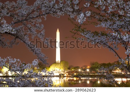 Washington monument during cherry blossom, DC