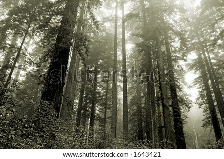 Redwoods in the fog, Lady Bird grove, Redwood national park, California