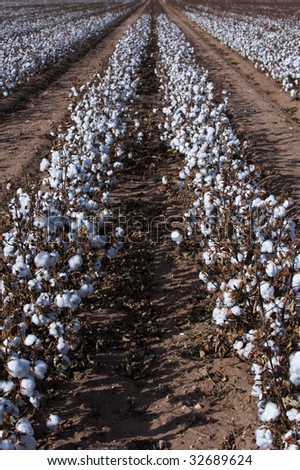 Cotton fields of western Texas ready for harvests