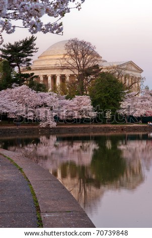 Cherry blossom around Tidal Basin with Jefferson Memorial, Washington DC