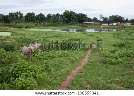 Scene from rural area in India