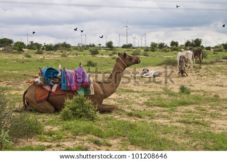 Camel Donkey