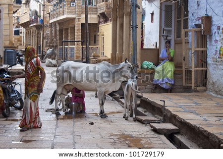 JAISALMER - SEPTEMBER 10. Unidentified woman milks cow on a street on September 10, 2011 in Jaisalmer, India. Cows as considered as holy in India and  no sacrifice can be performed without cow\'s milk,