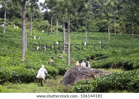 NILGIRI MOUNTAINS, INDIA - AUGUST 25: Indian women picks in tea leaves on August 25, 2011 in Nilgiri Mountains, India. Area accounts for approximately 25% of India\'s total production of tea.