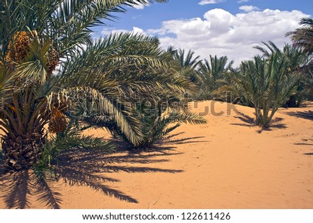 Date tree in desert, Erg Chebbi, Morocco