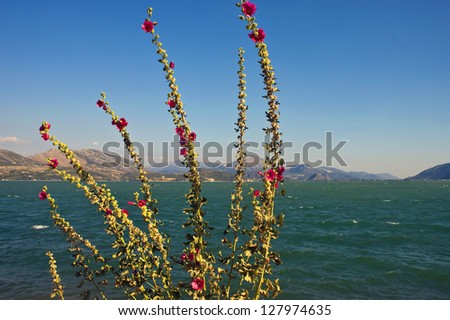 Egirdir lake with flowers, Turkey