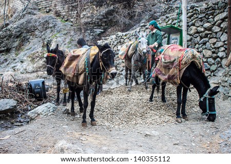 TEHRAN - FEBRUARY 22: Man with his donkeys in Darband quarter on February 22, 2013 in Tehran, Iran. Tehran is Iranian capital with a population of about 8,300,000.