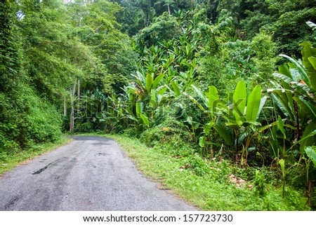 Jungle road in northern Thailand