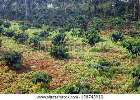 Coffee plantation on Bolaven Plateau in Laos