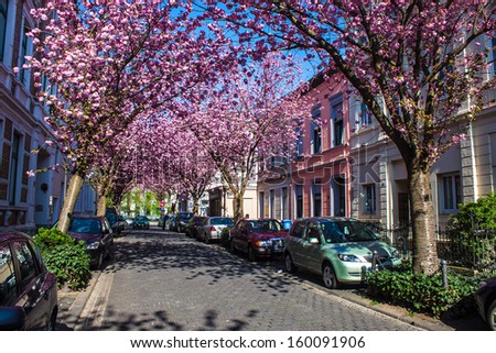 BONN, GERMANY - APRIL 24: Rows of cherry blossom trees on Heerstrasse in Bonn, Germany on April 24, 2013. Bonn is former capital of Germany with population of 330,000.