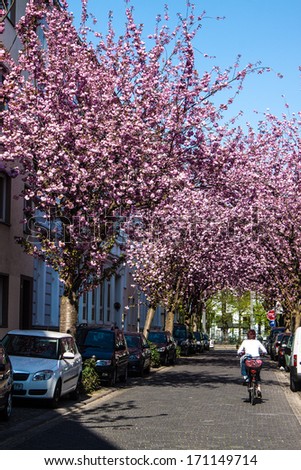 BONN, GERMANY - APRIL 24: Rows of cherry blossom trees on Heerstrasse in Bonn, Germany on April 24, 2013. Bonn is former capital of Germany with population of 330,000.