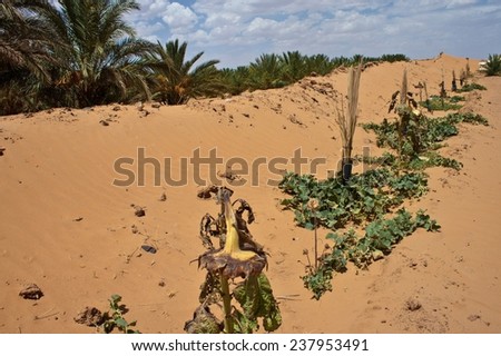 Plants in desert at Erg Chebbi, Morocco
