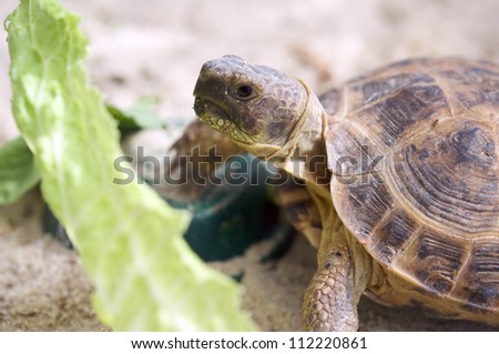 Close-up of Russian turtoise eating lettuce