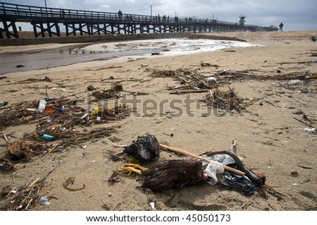 Dead birds during rain storm