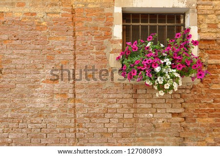 Pink and white petunia flowers hanging from the windowsill of a brick Italian home
