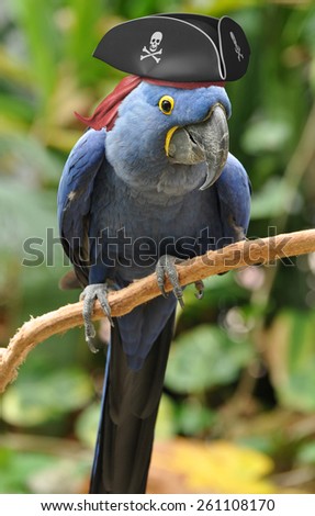 Blue parrot with a pirate hat sitting on a perch
