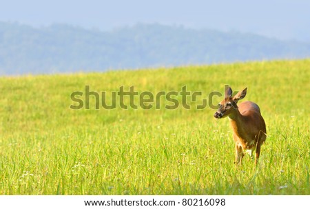 deer grazing on lush grass at Cades Cove valley in Great Smoky Mountains National Park