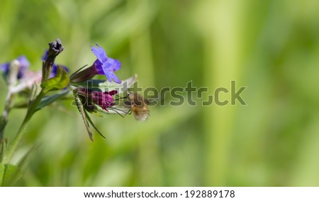Grass and flower background
