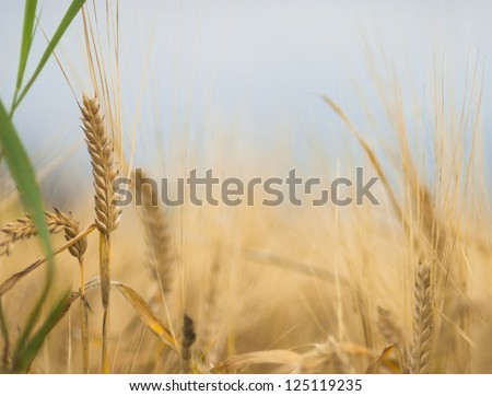 Ripe barley ready to be harvested. Colorful closeup of ripe barley ear on overcast autumn day.