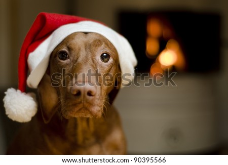 Beautiful brown female Hungarian Vizsla dog dressed in a santa hat.