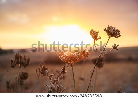 Sun Kissed Flower