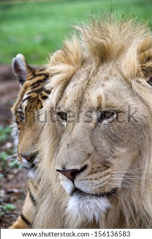 Male lion shadowed by a tiger
