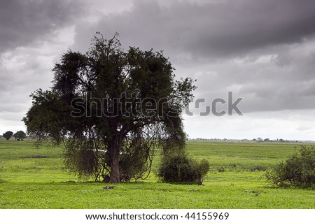 Large tree on green plains with cloudy skies