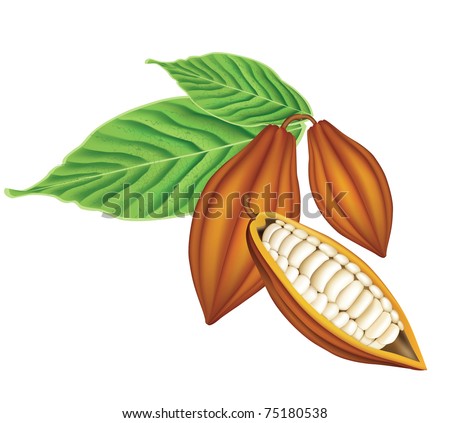 Beans Vector