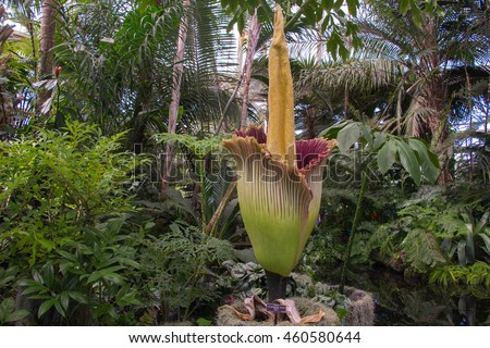 Rare Amorphophallus titanium, commonly known as the corpse flower, blooming in greenhouse