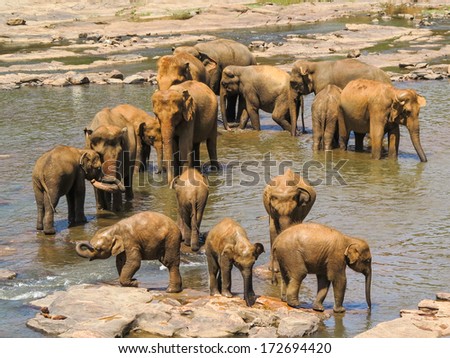 A herd of asian elephants in Sri Lanka takes a break in a river.