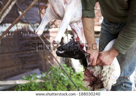 Animal skinning, lamb sheep