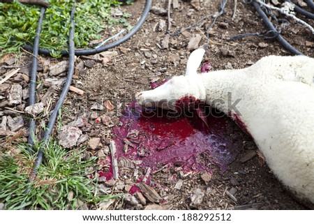 Lamb killing during the preparation for Greek Easter