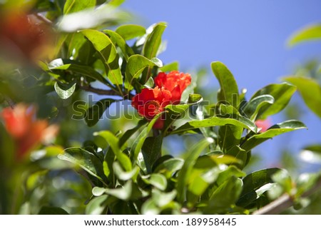Red pomegranate flower and blue sky