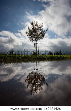 small tree with reflection in water