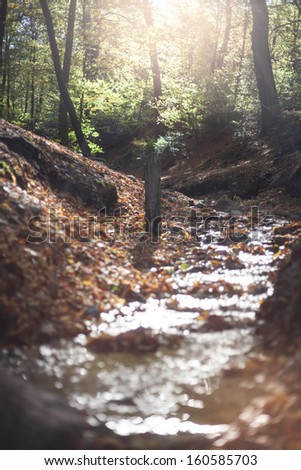 small stream in forest
