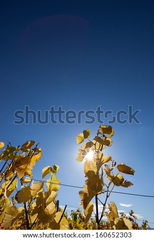 yellow wine leaves in blue sky