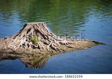 cut tree reflection in water