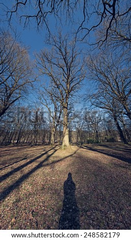shadow of man in front of tall leafless trees