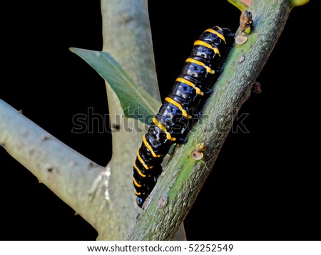caterpillar f