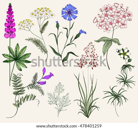 Collection of Herbs and flowers. Vintage floral Set. Colorful flower illustration, flower in the style of engravings. Herbs, Botany, Wild Flower, isolated flowers, vector flowers and herbs