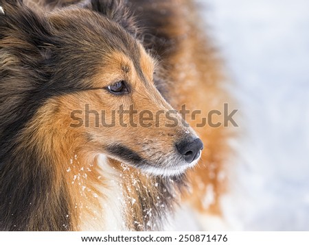 shetland sheepdog