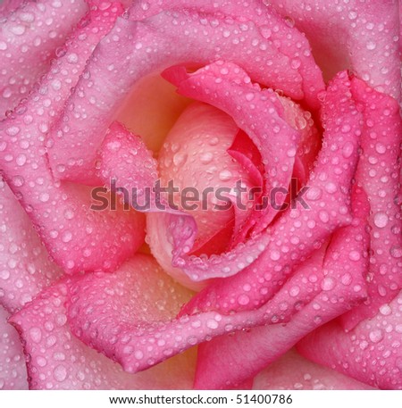Raindrops cover a closeup macro shot of a pink rose shot in the open with natural lighting