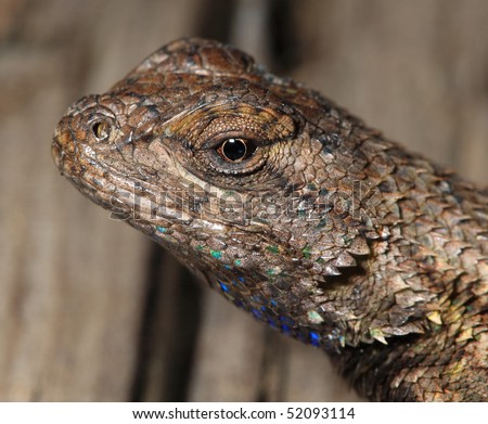 Macro shot of lizard head showing scales and eye