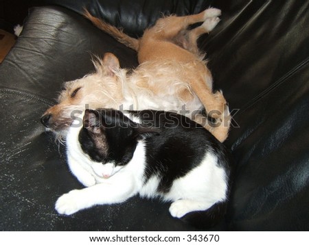 cat and dog sleeping in a sofa