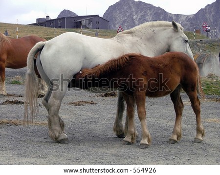 white horse feeding young brown horse