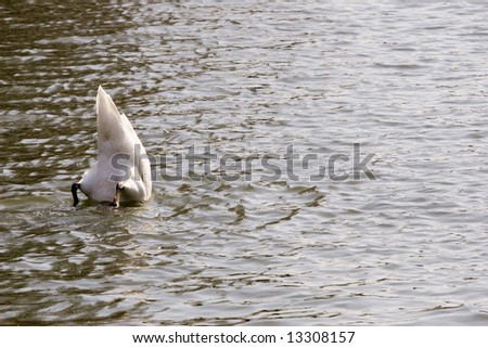 Upside down duck/swan with head in water, tail in the air.