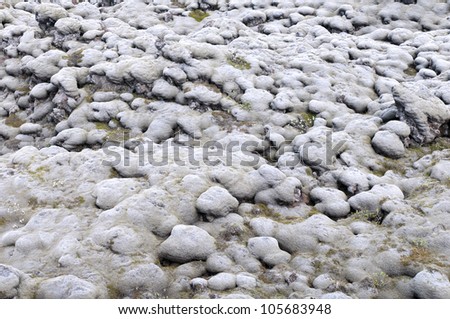Lava stones covered with gray moss, Iceland