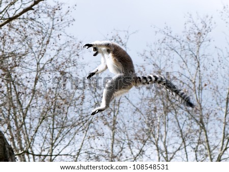 Lemurs Jumping